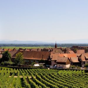 Alsace Wine