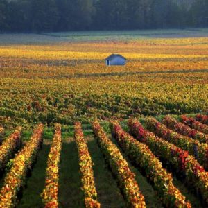 Burgundy Wine Tour