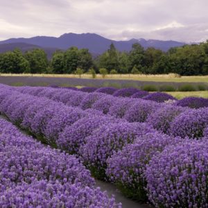 Lavender Route