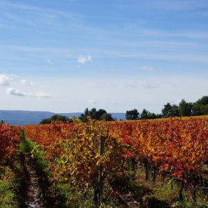 Southern Rhone Valley Wines