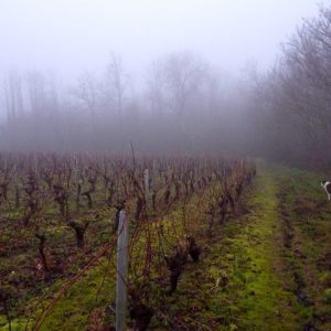 Toulouse Wine Tour