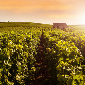 champagne vineyards