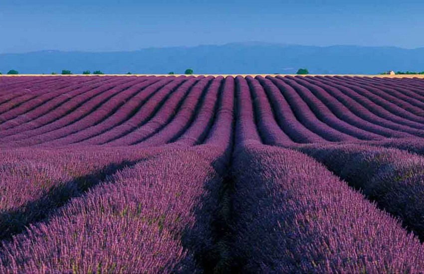 Lavender Route France Tour