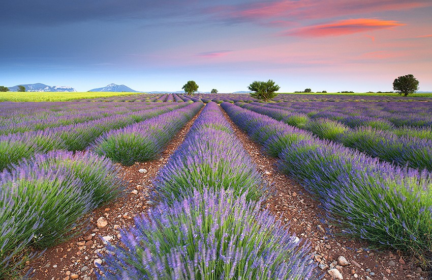 tour de lavender route