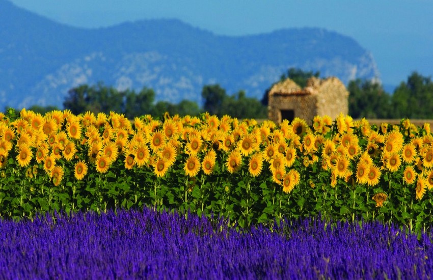 tour de lavender route