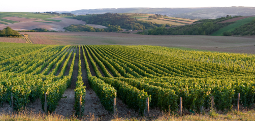 burgundy-vineyards