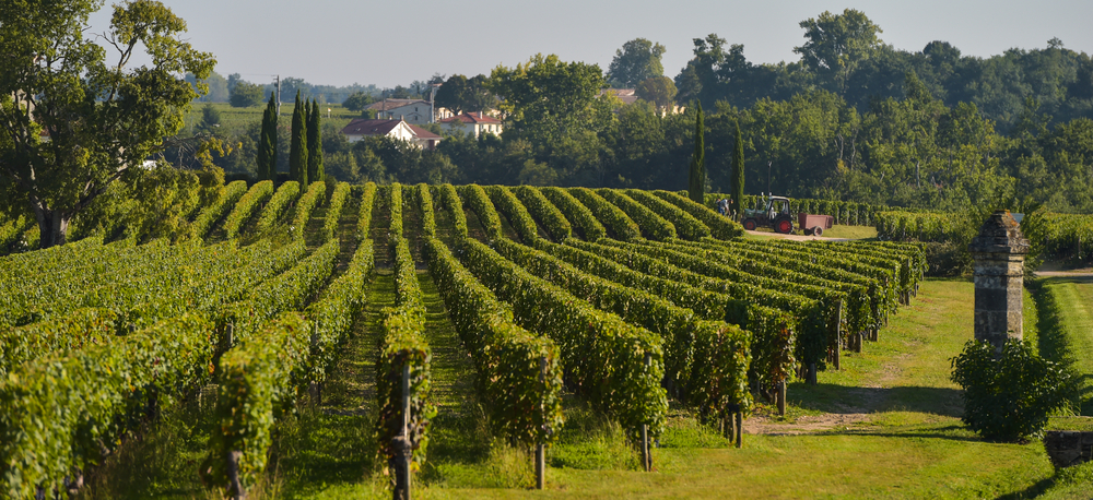 san sebastian vineyard tour